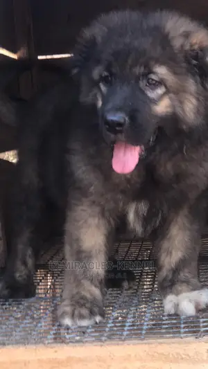 1-3 months Male Purebred Caucasian Shepherd