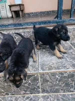 1-3 months Female Purebred German Shepherd