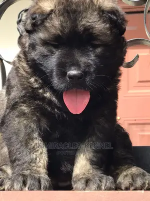 1-3 months Male Purebred Caucasian Shepherd
