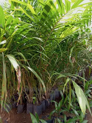Choice Super Gene Seedlings