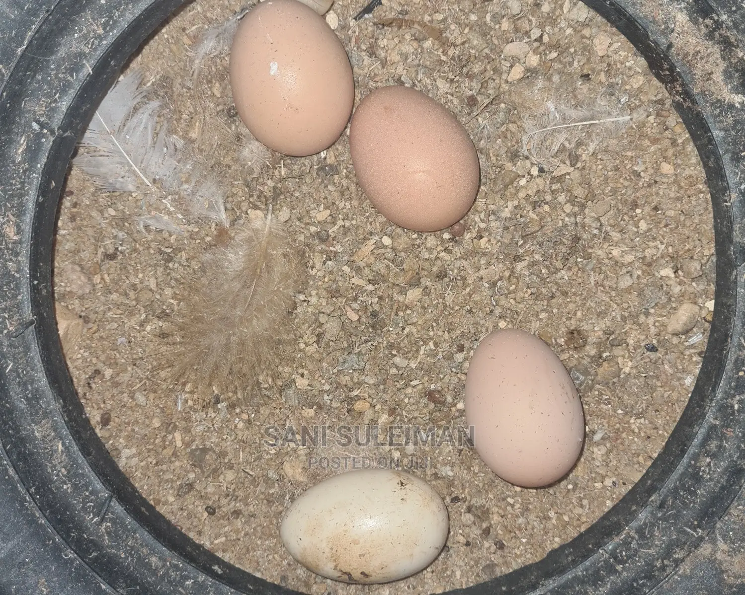 Brahma Egg