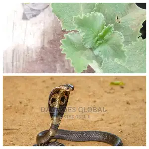 Snake Repellant Plant Seedlings