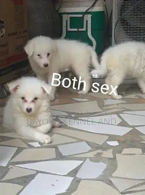 1-3 months Female Purebred American Eskimo