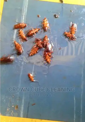 Fumigation Services _ Active Fumigation