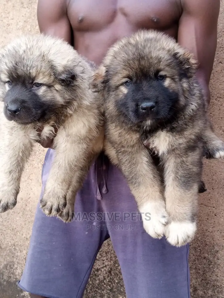 13 months Male Purebred Caucasian Shepherd in Lekki Dogs & Puppies