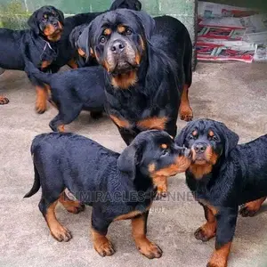 3-6 months Male Purebred Rottweiler