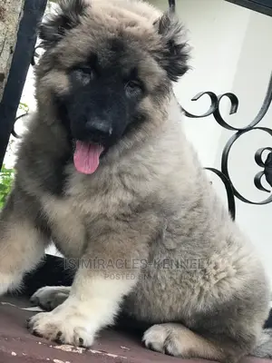 1-3 months Female Purebred Caucasian Shepherd