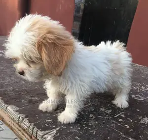 1-3 months Male Purebred Lhasa Apso