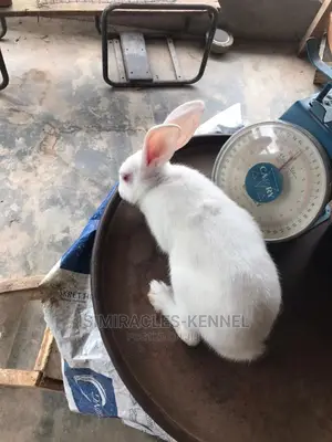Hyla Rabbits Available