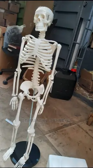 Human Skeleton