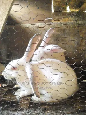 Hyla Rabbits Available for Sale