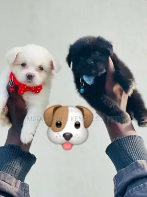 1-3 months Female Purebred Lhasa Apso