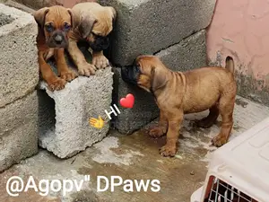 1-3 months Male Purebred Boerboel