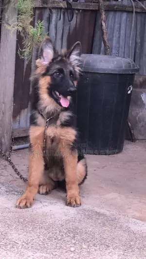 1-3 months Male Purebred German Shepherd