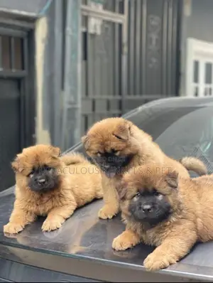 1-3 months Male Purebred Chow Chow