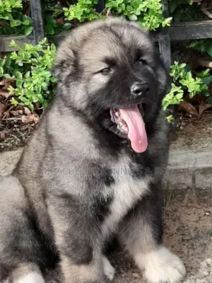 1-3 months Female Purebred Caucasian Shepherd