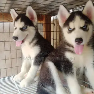 1-3 months Male Purebred Siberian Husky