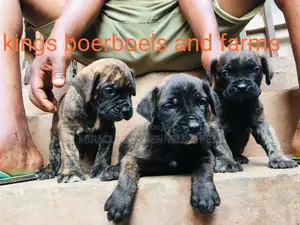 1-3 months Female Purebred Boerboel