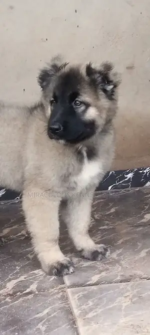 1-3 months Female Purebred Caucasian Shepherd