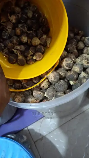 Gorotula Mudu Silky Kola 100 Pcs, Big Size 65 PCS