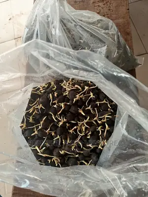Hybrid Malesia Supergene Palm Seed