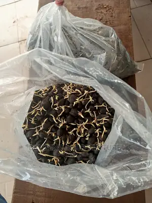 Hybrid Malesia Supergene Palm Seed