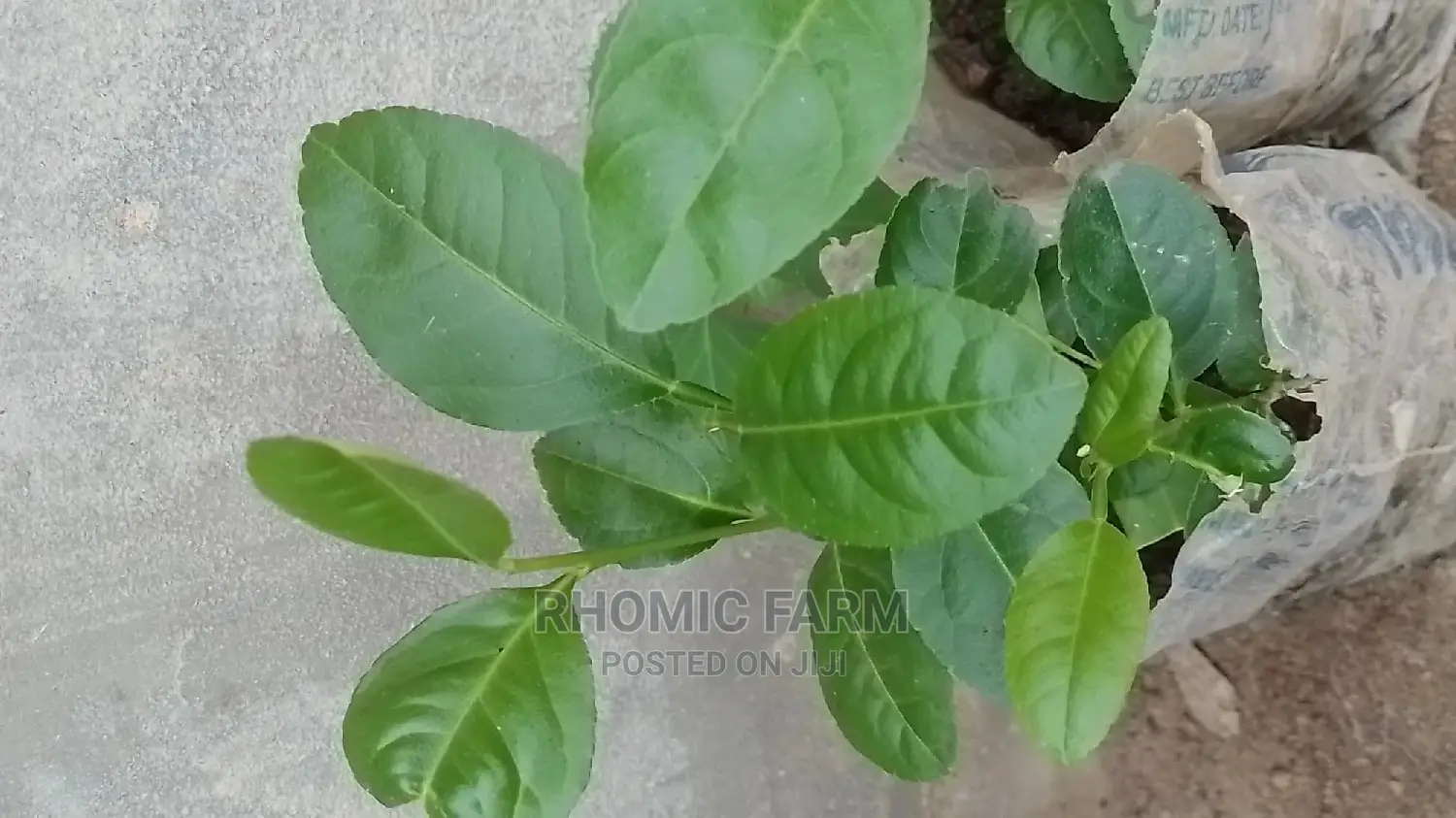 Lemon Seedlings