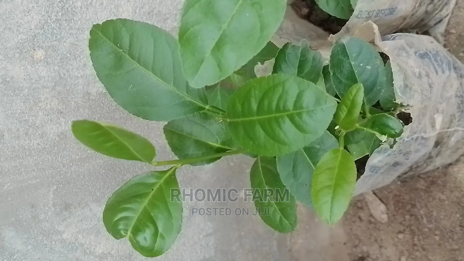 Lemon Seedlings