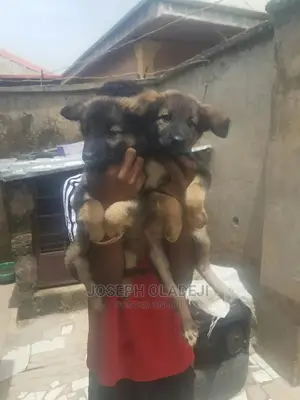 1-3 months Female Purebred German Shepherd