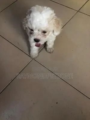 1-3 months Male Purebred Lhasa Apso