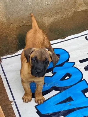 1-3 months Male Purebred Boerboel
