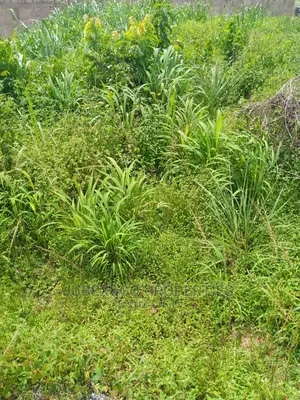 Farm Land Facing Express at Eredo Owode