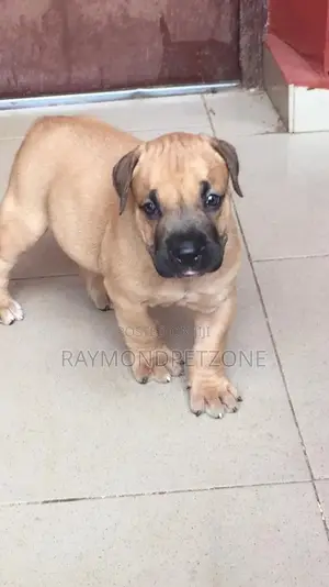1-3 months Male Purebred Bullmastiff