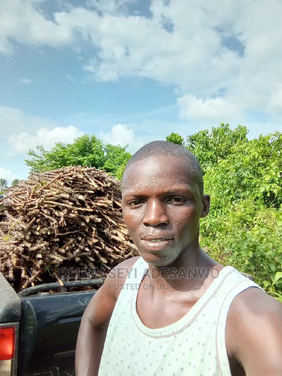 Cassava Stems For Sale