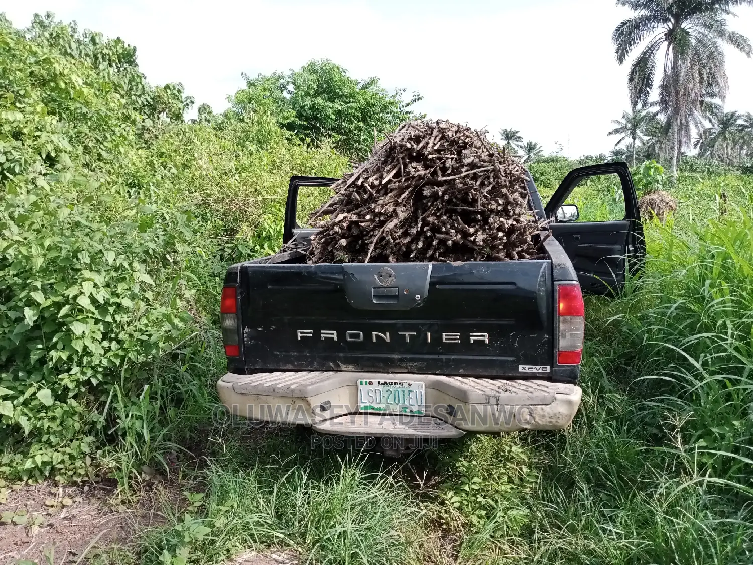 Cassava Stems For Sale