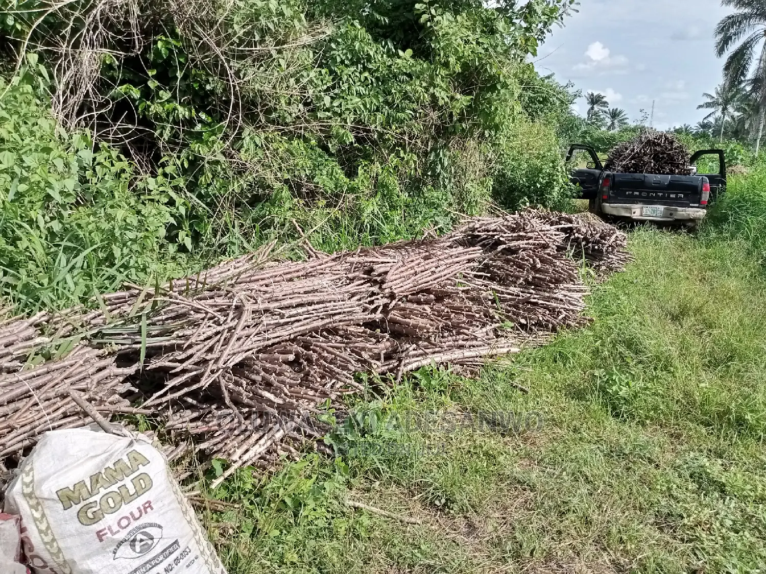 Cassava Stems For Sale