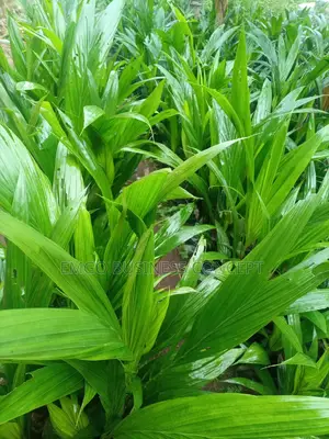 Tenera Breed Palm Seedlings