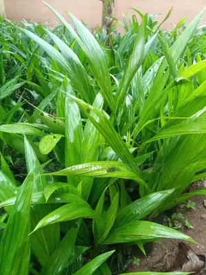 Tenera Breed Oil Palm Seedlings