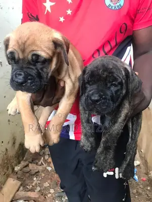 1-3 months Male Purebred Boerboel