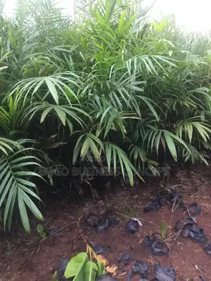 Tenera Variety Oil Palm Seedlings