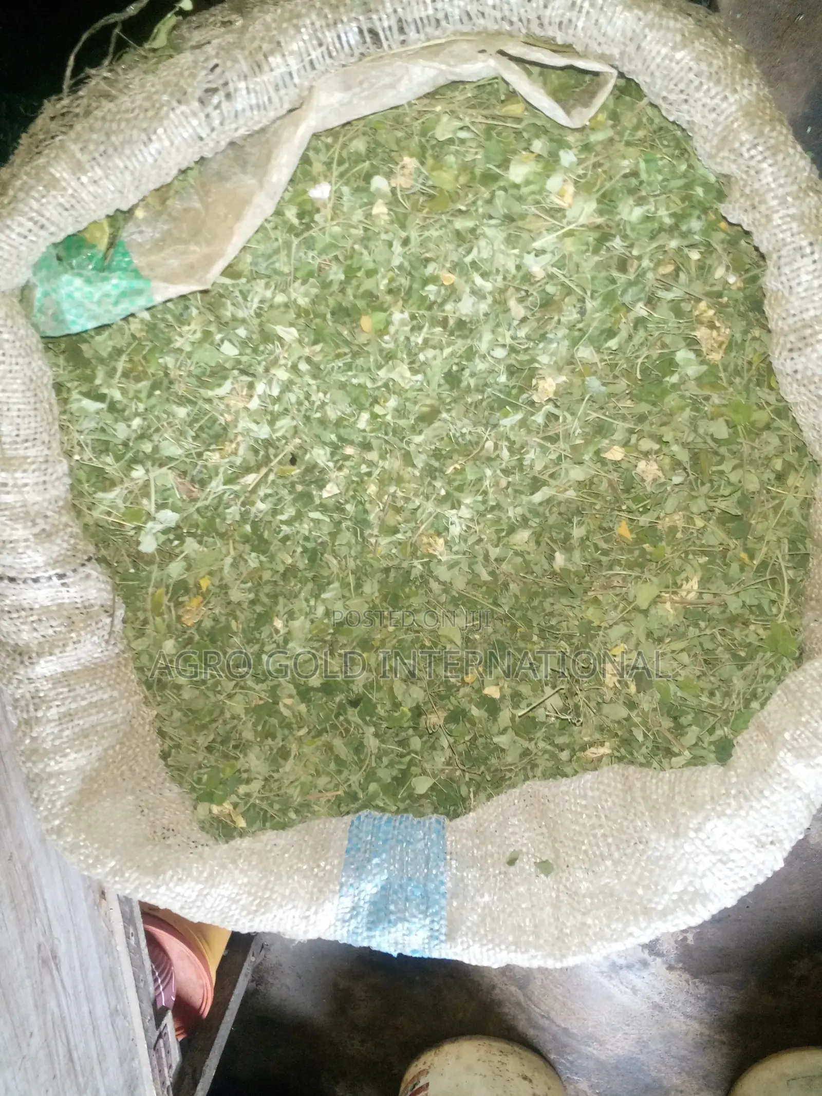 Moringa Leaves for Sale