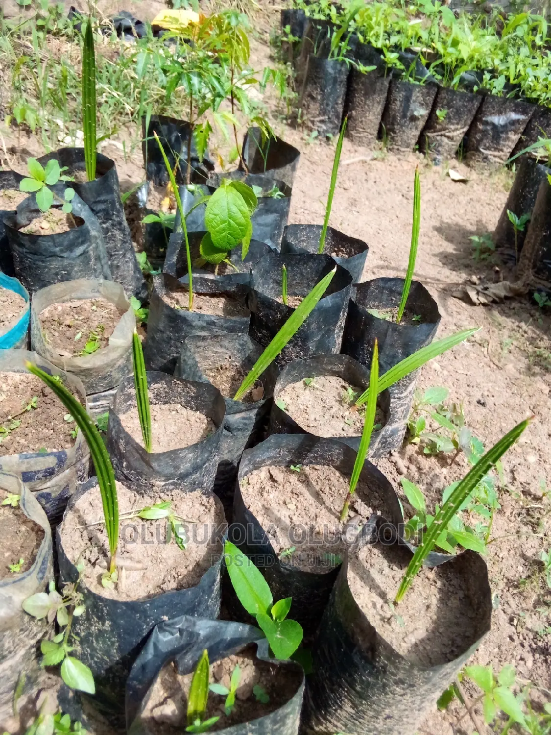 Date Palm Seedlings