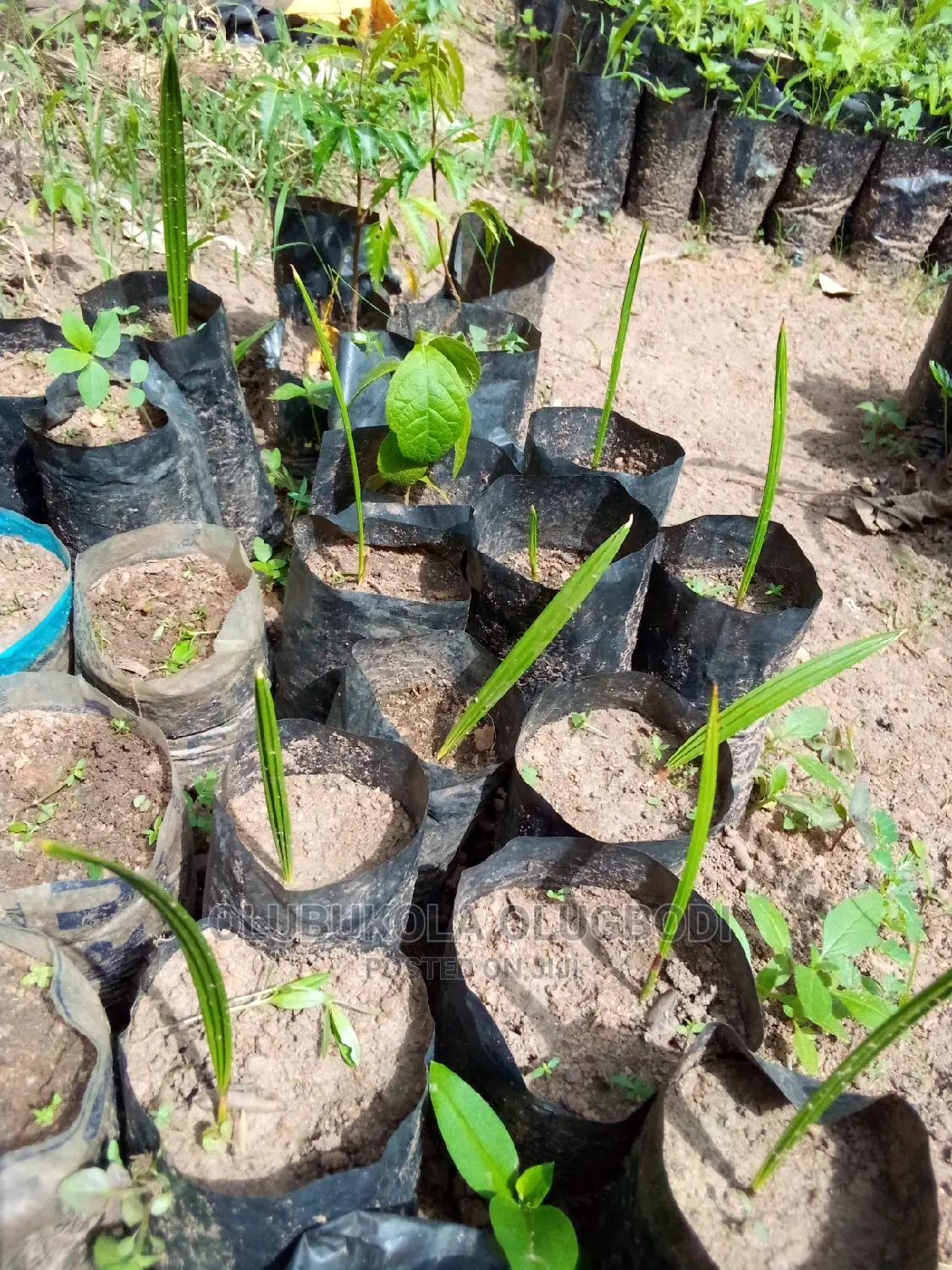 Date Palm Seedlings