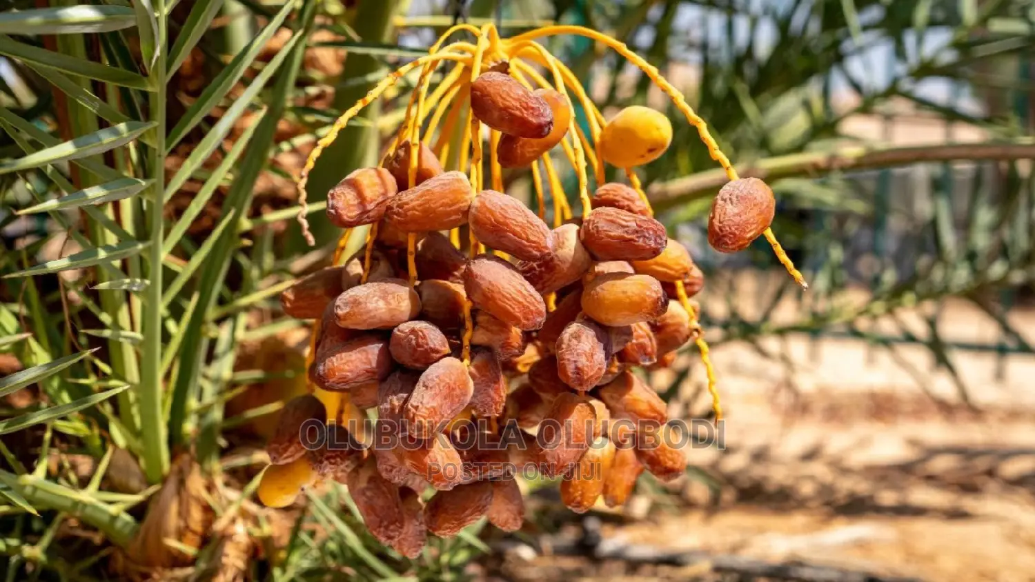 Date Palm Seedlings