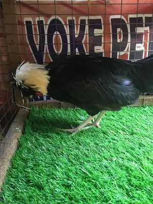 Amiable Polish Rooster