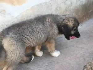 1-3 months Male Purebred Caucasian Shepherd