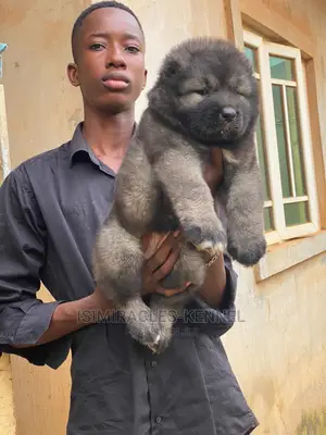 1-3 months Female Purebred Caucasian Shepherd