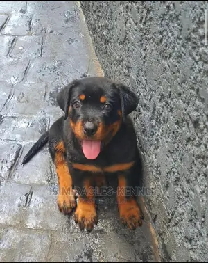 1-3 months Male Purebred Rottweiler