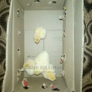 Brahma Day Old, 2 Week and 3 to 4 Weeks