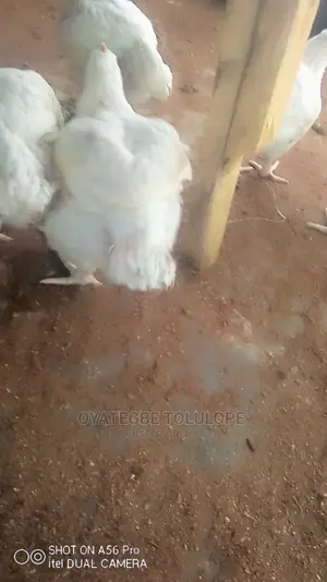 Table Size Broiler Chicken Available Dressed and Life One.
